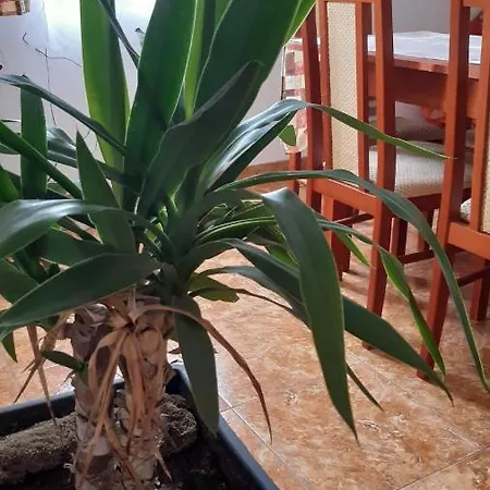 Bajusz Vendeghaz Guest house